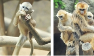 “제가 원조 손오공이에요” … 에버랜드에 황금원숭이 3형제 등장