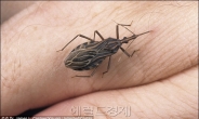 심장이 팽창하는 ‘신종 에이즈’ 등장?