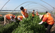 <포토뉴스> 한화 임직원, 태풍 산바 피해복구 봉사활동