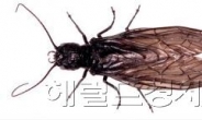 세계적 희귀곤충 ‘좀뱀잠자리’, 한국서도 포착