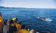 태평양 최대 고래축제…3월 캐나다 토피노서 개최