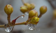 <포토뉴스> 봄비를 머금은 꽃망울