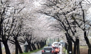 제천 청풍호 벚꽃축제 새로운 관광명소로 떴다