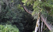 아마존 정글 한복판에서 ‘꿀잠’을 자다