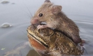 두꺼비 등에 올라탄 생쥐 “동화 한장면?” 신기