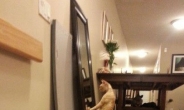 자아도취 고양이 포착, “거울 속으로 들어갈 기세”…눈길