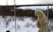 1m 앞 거대 북극곰…女사진작가, 그대로 ‘얼음’
