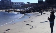 속초 오징어 치어떼 사체 발견, 1만여 마리가 해변에…무슨 일?
