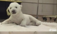 북극곰 개체 수 급감, 6년새 절반 가까이…이유가?