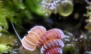 신종 보석 달팽이, 이렇게 아름다운데 멸종위기?…‘씁쓸’
