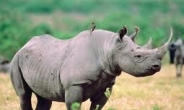 남아공서 대낮 ‘허찌른’ 코뿔소 밀렵