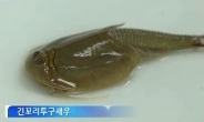 ‘화석 생물’ 투구새우, 2년째 괴산서 서식 확인