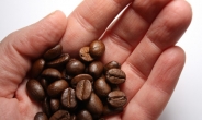 못말리는 한국의 커피 사랑…수입량 13.6%↑