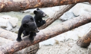 지리산에서 태어난 새끼반달곰 2마리 추가 확인…모두 7마리