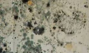 [그린리빙-하우징] 치명적 곰팡이…베이킹소다 · 식초 · 구연산만 있으면 끝