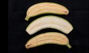 [헤럴드 컨피덴셜] 비타민A 가득 ‘슈퍼 바나나’ 상용화 가속페달