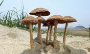 모래서 자라는 버섯 국내 첫 발견…한국 이름 얻을듯