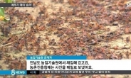 해남 메뚜기떼, 농작물 피해 심각...방제 작업에도 줄어들지 않아