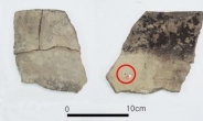 국내서 가장 오래된 팥 흔적 발견…美연구소 “일본보다 2000년 앞서”
