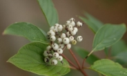지리산 흰말채나무 발견 “북한에서 서식하던 종…어떻게 지리산에?”