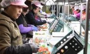 산청 딸기 농가, 한국의 ‘브레따뉴’를 꿈꾸다