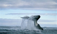 지구상 최장수 동물, 북극고래…200살이나 사는 이유?