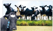 ‘넘쳐나는 우유’ 고육지책?…낙농진흥회, 젖소 3633마리 도축키로