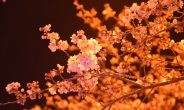 [날씨예보] 내일 밤 전국 비온다…벚꽃은 어쩌나?