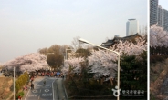 전국봄꽃축제, 서울 가볼만한 곳은?