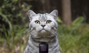 고양이가 사진작가로…“내 인스타그램 볼라냥?” (영상)