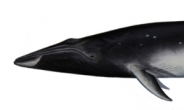 희귀종 오무라 고래, 호주 남부 해변서 발견
