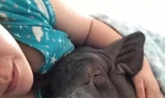 거대 애완 돼지 “내 팔자가 상팔자”…女주인과 한 침대 생활