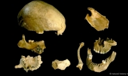 1만5000년전 잉글랜드 조상은 인육 먹었다