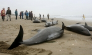 돌고래 집단폐사, 오키나와 지진 예견…‘공포 확산’