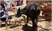 양 잡아먹는 ‘육식 젖소’에 마을 주민들 경악