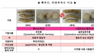 소비자원 “유통 중인 내츄럴엔도텍 백수오도 폐기 대상”