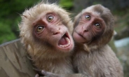 원숭이들이 20대 여성 집단 성추행 ‘경악’