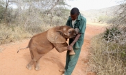 탄자니아 코끼리 5년전보다 60% 사라져