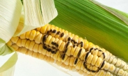 미국산 옥수수 지게미 대중 수출 폭증 “GMO 땡큐”