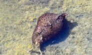 [건강 3650]바다달팽이 ‘군소’ 알ㆍ내장 독성 간염 유발