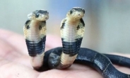 ‘머리 두 개 달린 뱀’ 쌍두사, 중국서 태어나…기현상