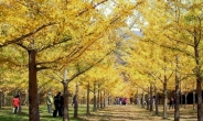 노란빛 일렁이는 가을명소 홍천 은행나무숲과 어울리는 홍천맛집