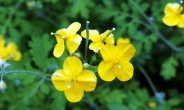 [식물왕 정진영] 5~10월 노란꽃 피우는 한해살이풀…살균효과 좋아 피부병·무좀 약으로