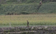 북한 “올해 나무 수억 그루 심었다”