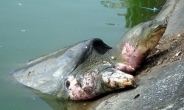 100살 넘은 베트남 거북이 죽어…전세계에 4마리뿐인 희귀종