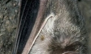 흡혈박쥐에 물려 어린이 12명 사망…페루 비상