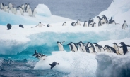 “남극 펭귄 15만마리가 떼죽음 당한 것은 빙산이 바다 길을 막아서
