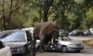 실연 당한 야생 코끼리, 차량 15대 부수며 ‘분풀이’