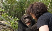 섬에 갇힌 외톨이 침팬지, 3년만에 구조…사람보고 ‘와락’