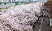 여의도 벚꽃축제 4월 4일부터 시작…13일쯤 만발 ‘봄 만끽’